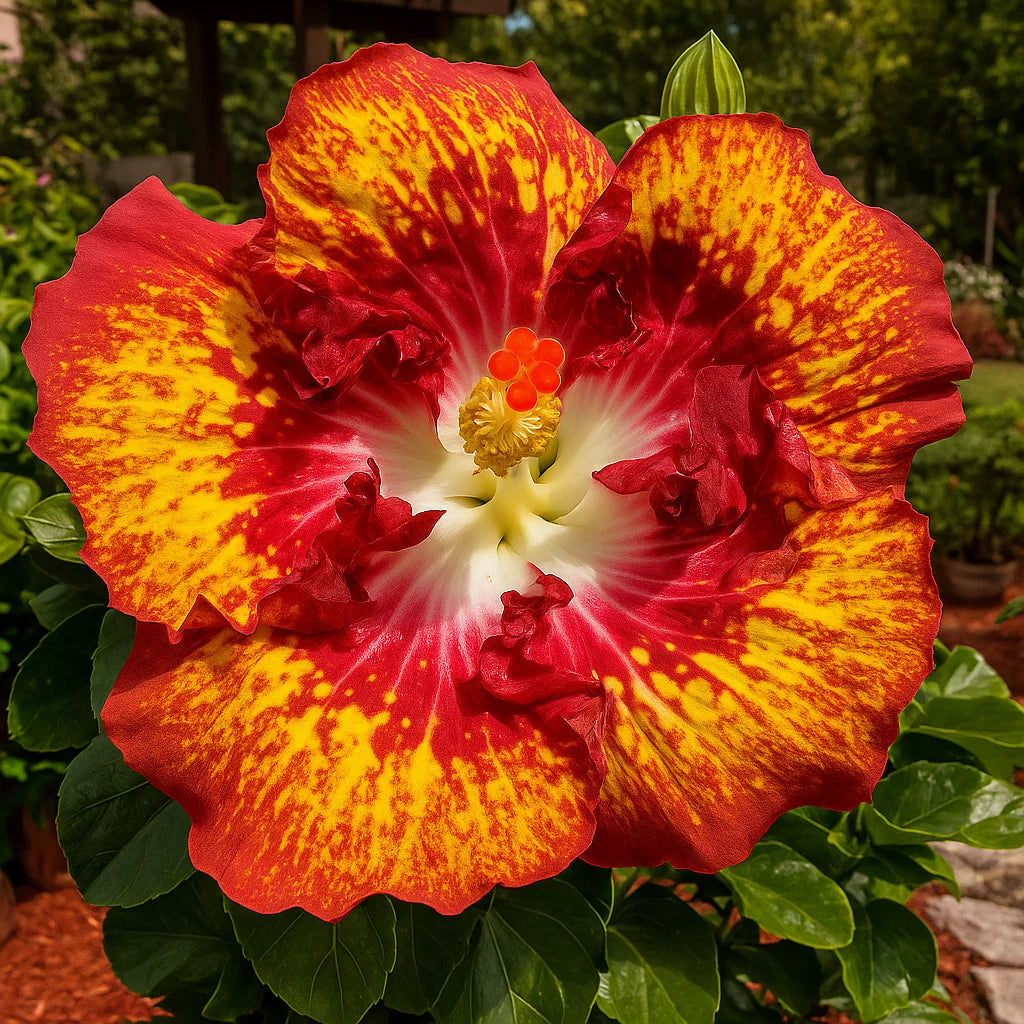 🔥 NAGY AKCIÓ - 50% KEDVEZMÉNY 🔥🌸 Dupla hibiszkusz magok - Könnyen termeszthető 🌸