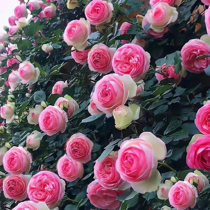 🌈 Kiváló minőségű futórózsák 🌹 Gyorsan növő, könnyen gondozható és nagyon illatos ✨ Tökéletes bármilyen kertbe