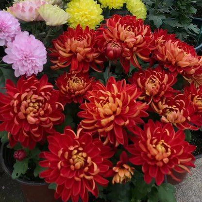 🌺Az elegancia virága🌼Óriás krizantém magok