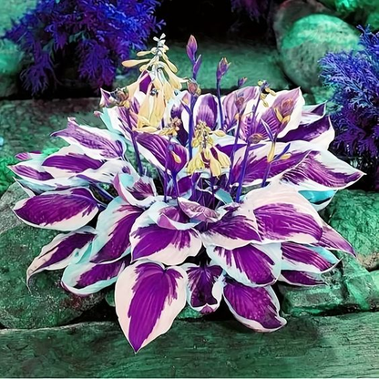 Hardy Beauty: Árnyék- és hidegálló hosta virágok