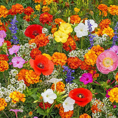 🔥Az akció utolsó napja💐Vegyes évelő virágmagok - több mint 60 vegyes fajta