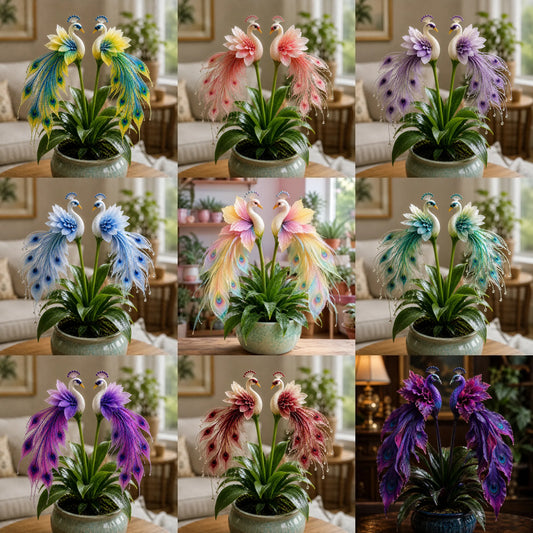 🦚 Pávaorchidea hagymák – Élő ékszer ✨