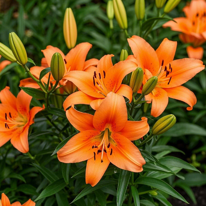 🌺Illatosított liliomhagymák – frissek és édesek