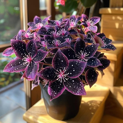 🌟Éjkék hosta – csodálatos kiegészítője otthonodnak! 🌟