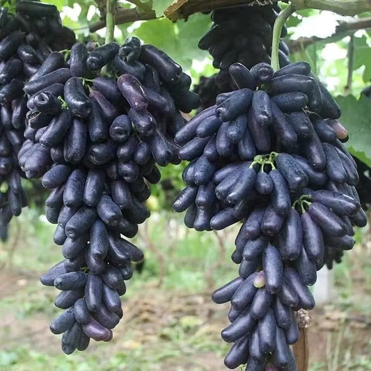 🔥 UTOLSÓ NAPOS AKCIÓ 30% KEDVEZMÉNY 💜 Édes zafír szőlő (ritka ujjas szőlő) 🍇