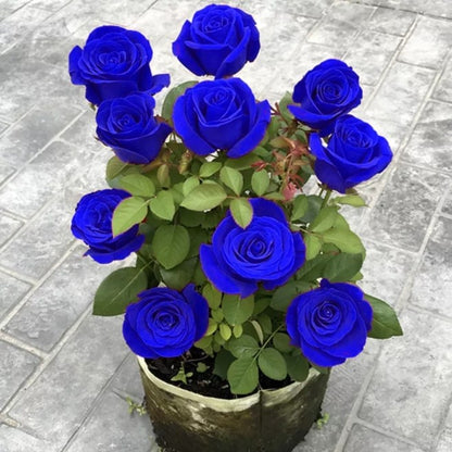 💙KÉK VARÁZSLÓ RÓZSA MAGOK✨