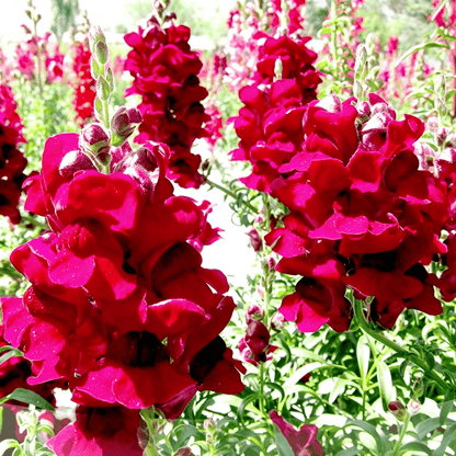 Royal Garden Snapdragon Seeds – Kertészek választása magas, színes vágott virágaihoz 🌸