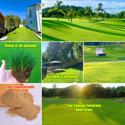 🌱 Four Seasons örökzöld törpefű magok | Hozd létre a tökéletes gyepedet itt kezdve!