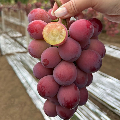 Limitált kiadású új fajta – Queen Nina szőlőmagok édes, lédús kerti termésért 🍇