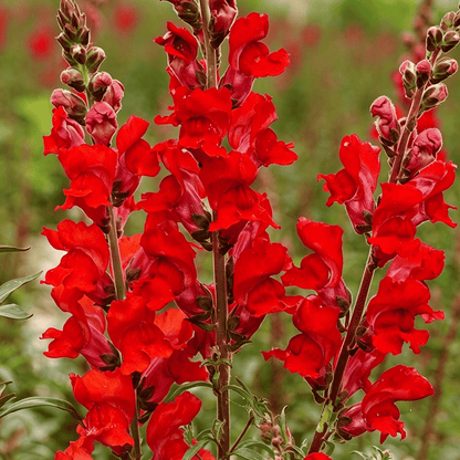 Royal Garden Snapdragon Seeds – Kertészek választása magas, színes vágott virágaihoz 🌸
