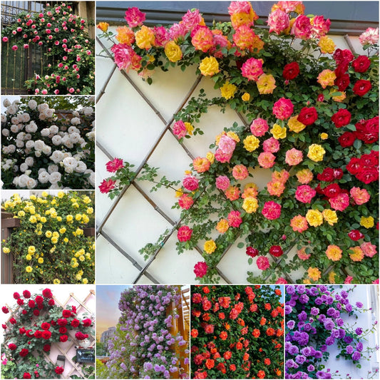 Futórózsa magok🌹