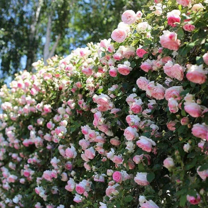 🌺 Hegymászó rózsamag