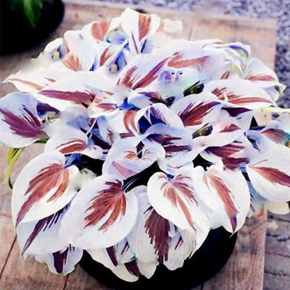 🍃Ritka többszínű hosta magok