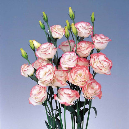 [Virágok fagyos télen is] Kiváló minőségű lisianthus magok [Legalacsonyabb árak online] Korlátozott vásárlási idő, 80% kedvezmény!!! Meglepetés vár rád!