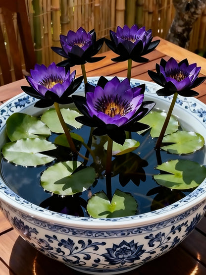 🌌💜 Árnyéklótusz – ritka szépség a kertedben🌸