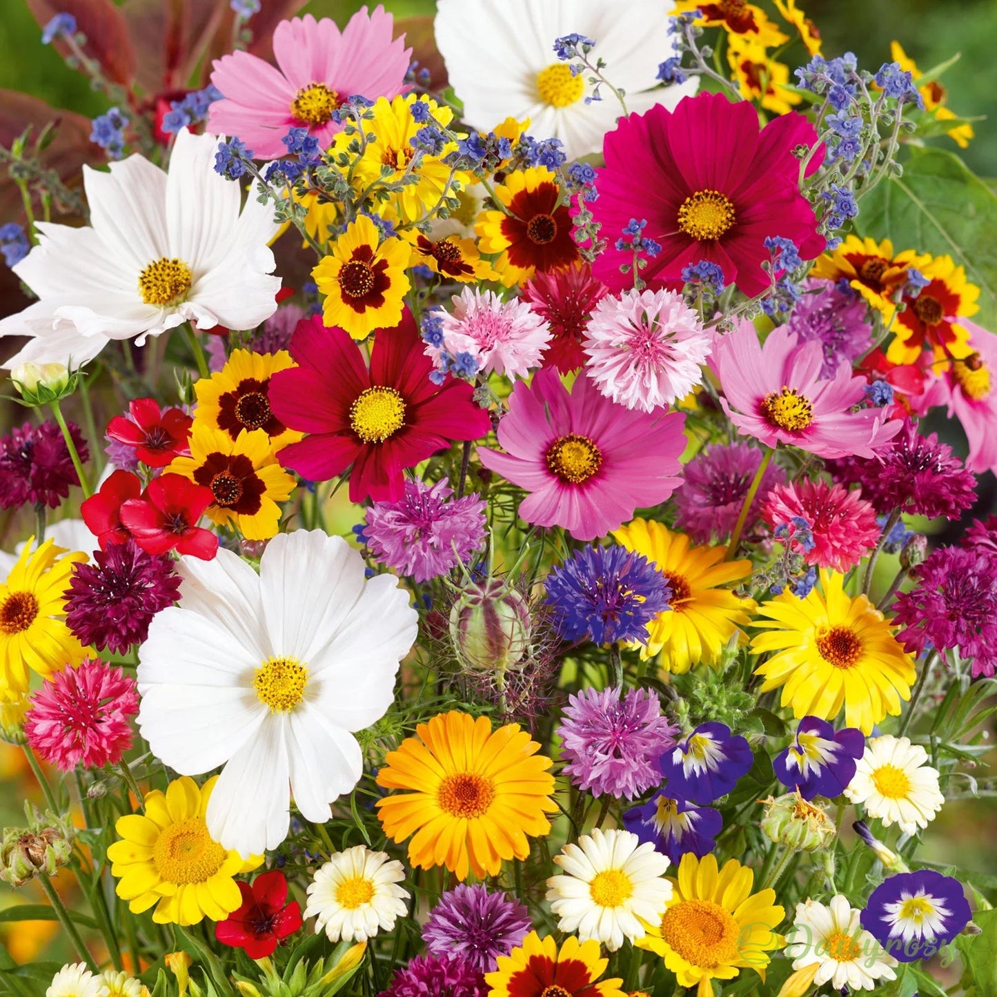 🔥Az akció utolsó napja💐Vegyes évelő virágmagok - több mint 60 vegyes fajta
