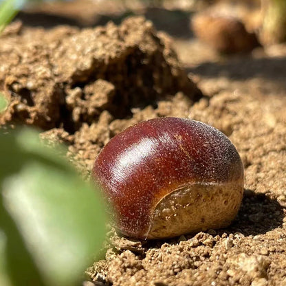 Törpe vadgesztenye magok – édes és aromás diófélék