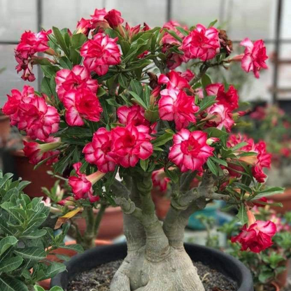 🎁Sivatagi rózsák hagymái🌵Nagyon könnyű gondozni! 🌸Adenium Obesum hagymák