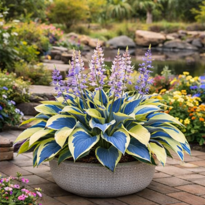 🌈 Hosta hagymák 🌿 Többszínűek, könnyen termeszthetők, bármilyen teret feldobnak 🪴