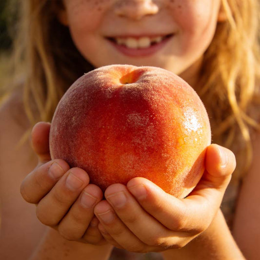 🔥 TÖBB MINT 65 000 ELADOTT! 🍑 Mézpiros Örökség Törpe Őszibarack Magok, Élő