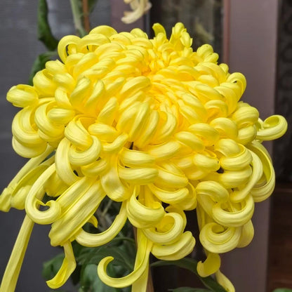 🌺Az elegancia virága🌼Óriás krizantém magok