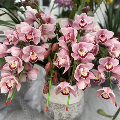 👑 Az orchideák királynője — Tartós Cymbidium hagymák