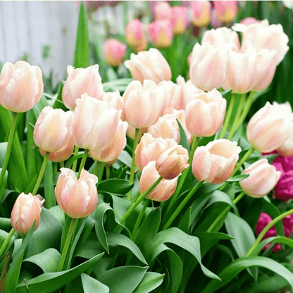 🌷Ritka tulipánmagok – Színes tavaszi virágok cserepekbe, szegélyekbe és kertekbe