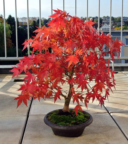Kiváló minőségű japán vörös juhar magok – több mint 30 mag látványos skarlátvörös színben 🍁