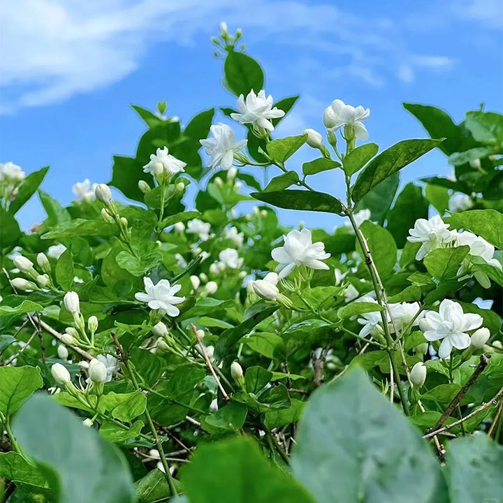 UTOLSÓ NAPOS AKCIÓ 35% KEDVEZMÉNY 🌸 Jázmin cserepes növény (🌱Túlélési garancia: Ingyenes pótlás🌿)