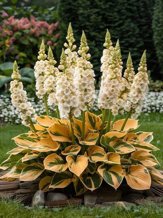 Hardy Beauty: Árnyék- és hidegálló hosta virágok