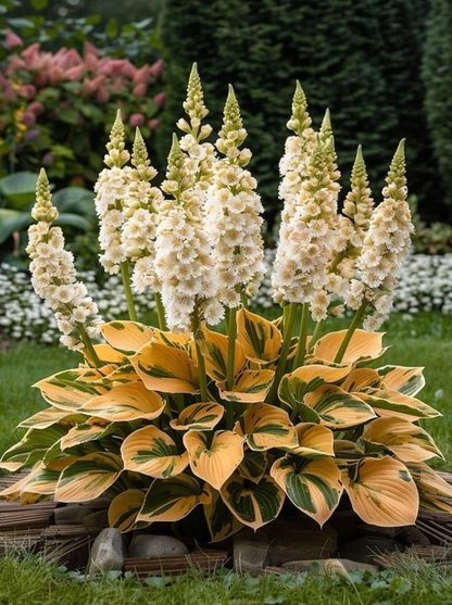 Hardy Beauty: Árnyék- és hidegálló hosta virágok