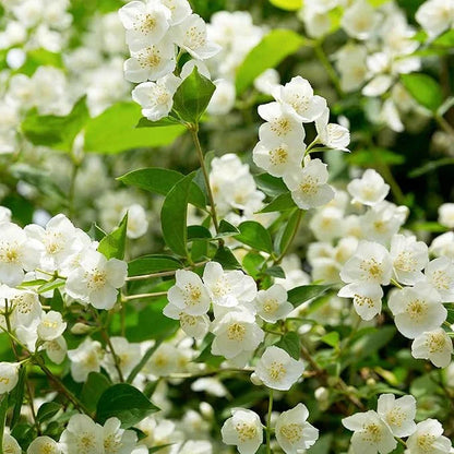 UTOLSÓ NAPOS AKCIÓ 35% KEDVEZMÉNY 🌸 Jázmin cserepes növény (🌱Túlélési garancia: Ingyenes pótlás🌿)