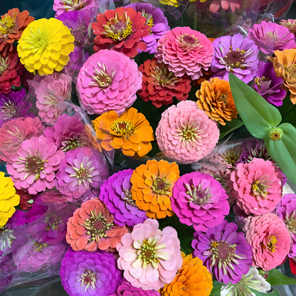 🌺Dupla cinnia magok vegyes színekben