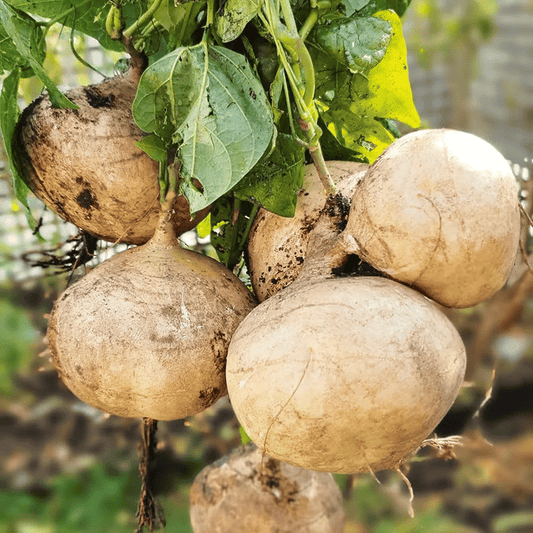 Exkluzív ajánlat💥Gazdag, lédús és tápláló ropogós gyümölcs - édes jicama otthoni termesztéshez🍠