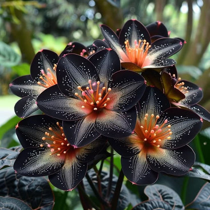 🌟Éjkék hosta – csodálatos kiegészítője otthonodnak! 🌟