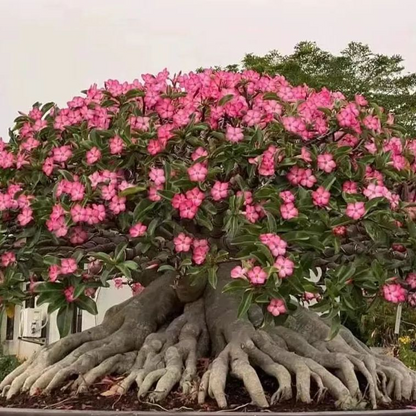 🎁Sivatagi rózsák hagymái🌵Nagyon könnyű gondozni! 🌸Adenium Obesum hagymák