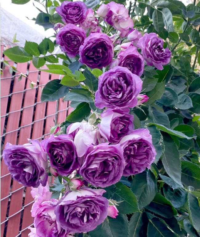 🌺 Hegymászó rózsamag