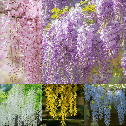 🌸Akácmagok – A kert zuhatagszerű szépsége egész évben💗