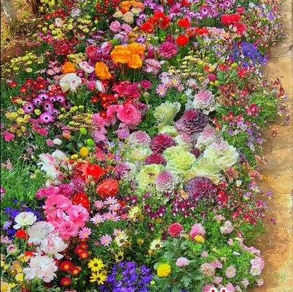 🔥Az akció utolsó napja💐Vegyes évelő virágmagok - több mint 60 vegyes fajta