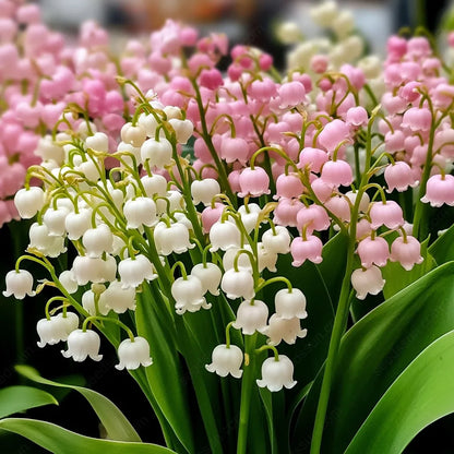 💐GYÖNGYLIMÓ – MEGÉRKEZIK A BOLDOGSÁG