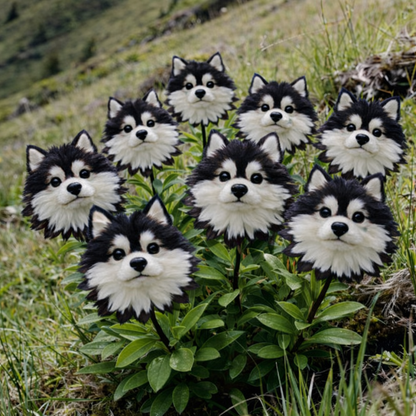 🔥 Varázsold el a kertedet! Varázslatos növények! Káprázatos magok a kutyád szemének! 🌸✨