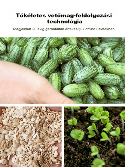 Egyszerűen termeszthető: mexikói uborka