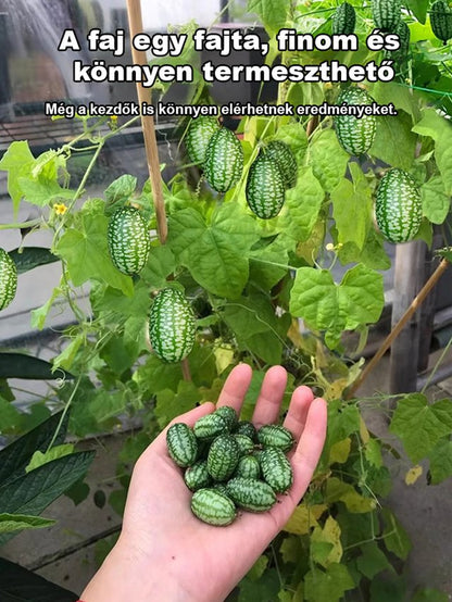 Egyszerűen termeszthető: mexikói uborka