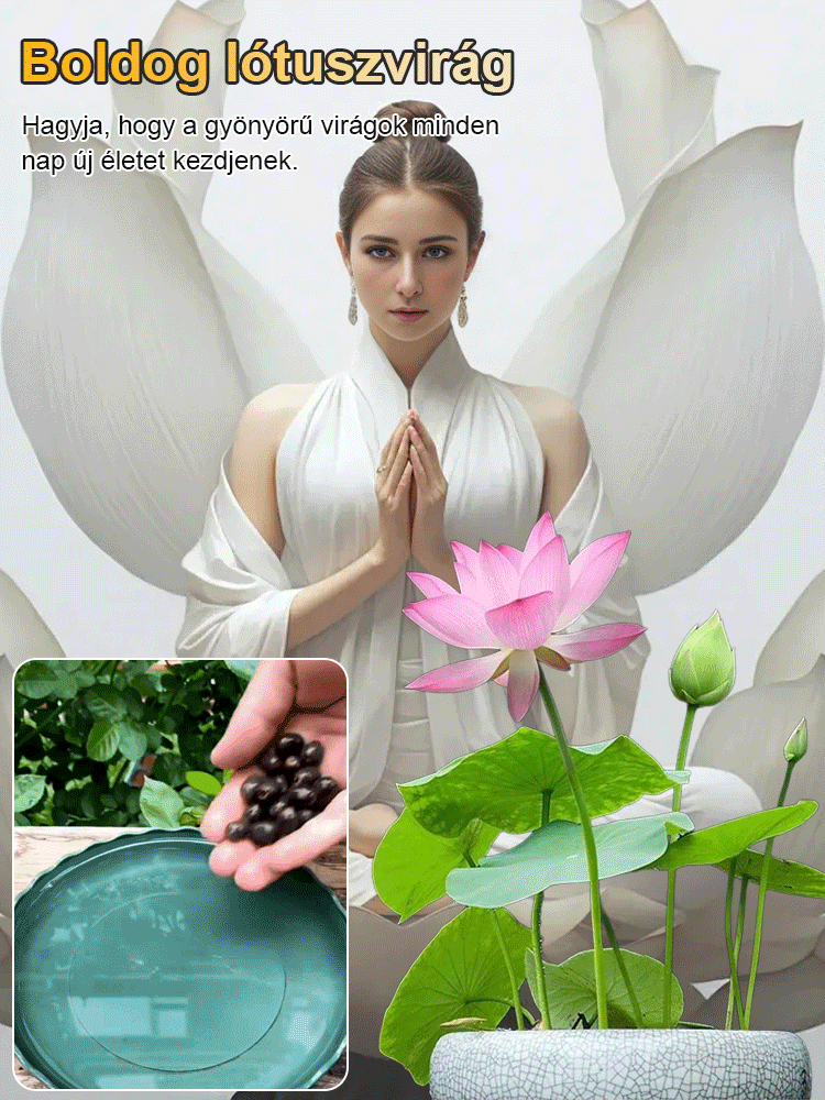 【Átadási gazdagság】 Tisztelet a vízi lótusz.