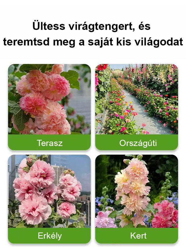 Négy évszakos virágzású dupla szirmú mályva-50% kedvezmény utolsó napja!