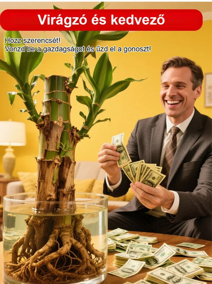 【Ha víz éri, életre kel】Négyszezonos virágzó vízben termesztett brazil szerencsefa