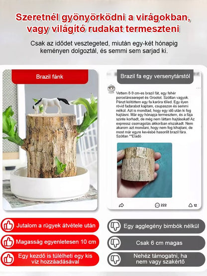 【Ha víz éri, életre kel】Négyszezonos virágzó vízben termesztett brazil szerencsefa