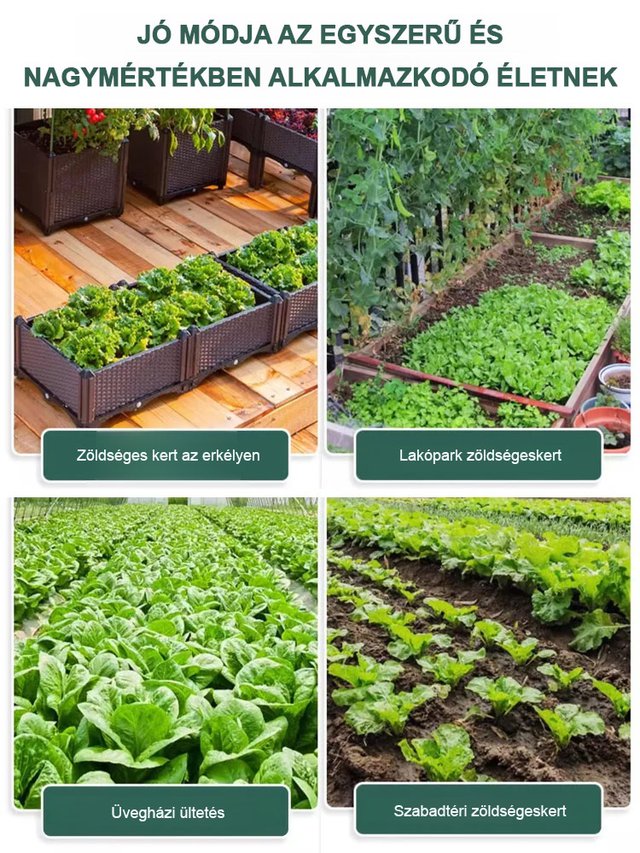 Négy évszak ültetése Olasz saláta magok