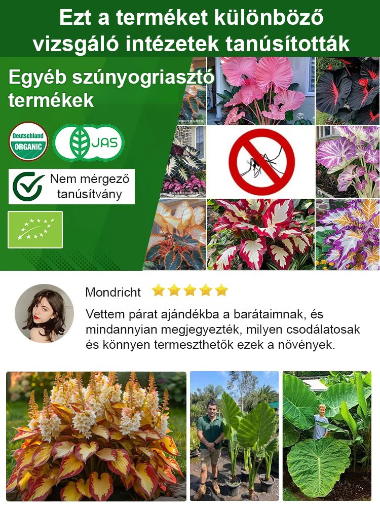 Ritka tarka levelű árnyékliliom magok