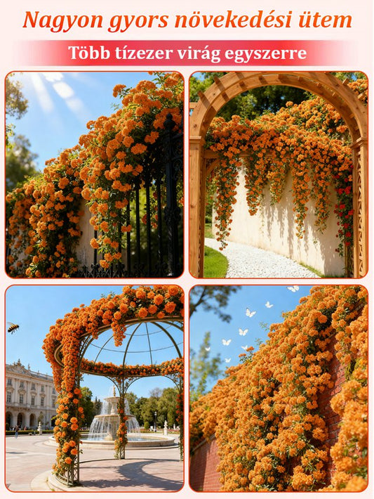 【Könnyedén befutja az egész falat】Négyszezonos virágzó narancsfa illatú magok